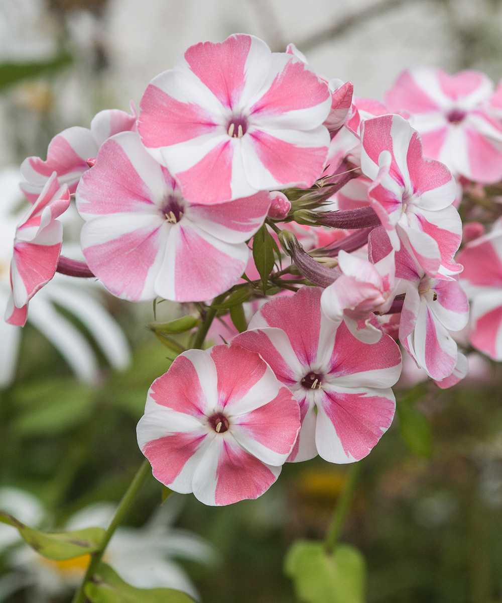 How to plant a fragrant garden