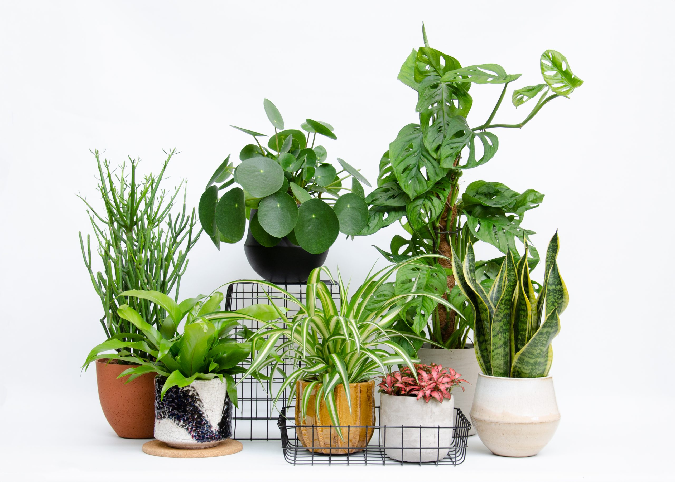 top ten houseplants