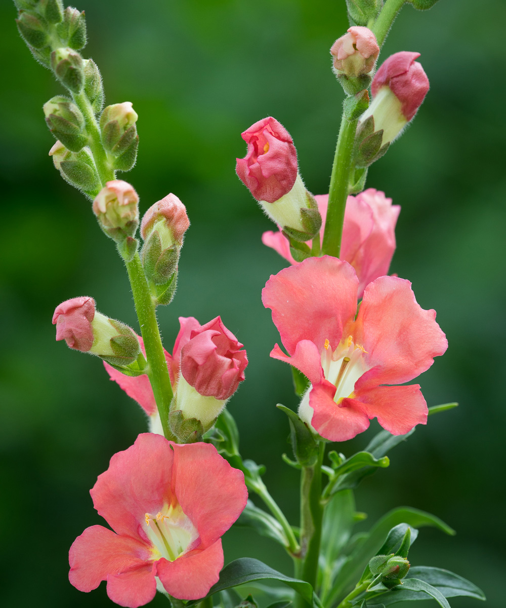 how to care for snapdragons