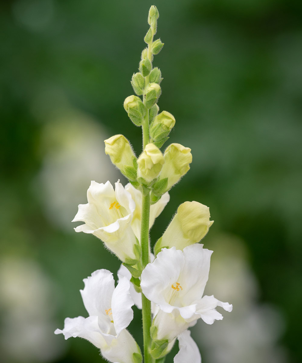 how to care for snapdragons
