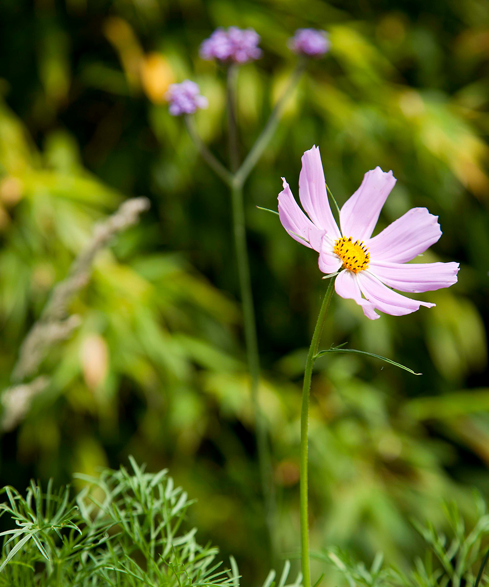The best drought-resistant plants for the garden – Drought-resistant