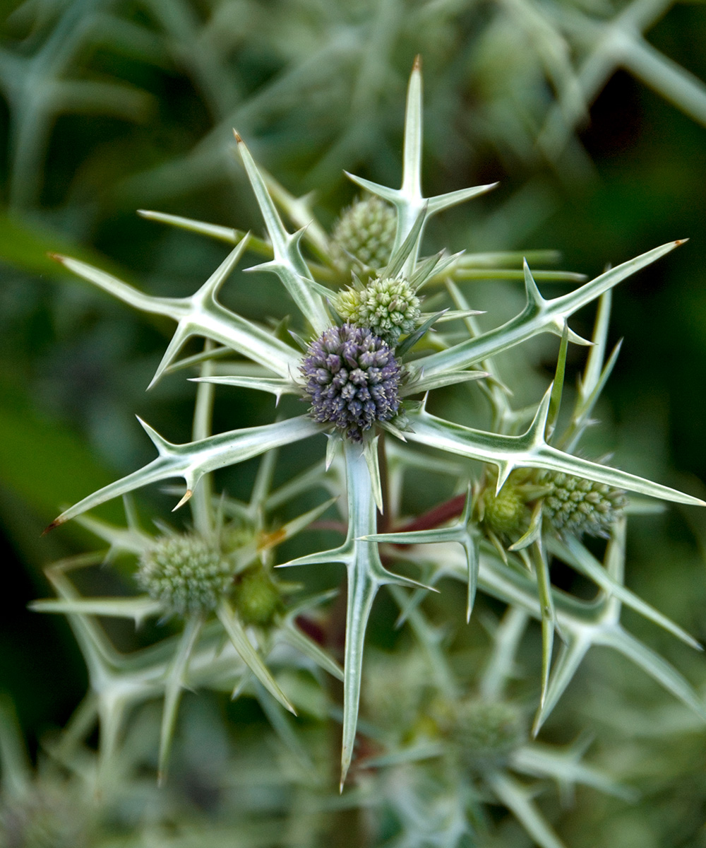 drought-resistant plants