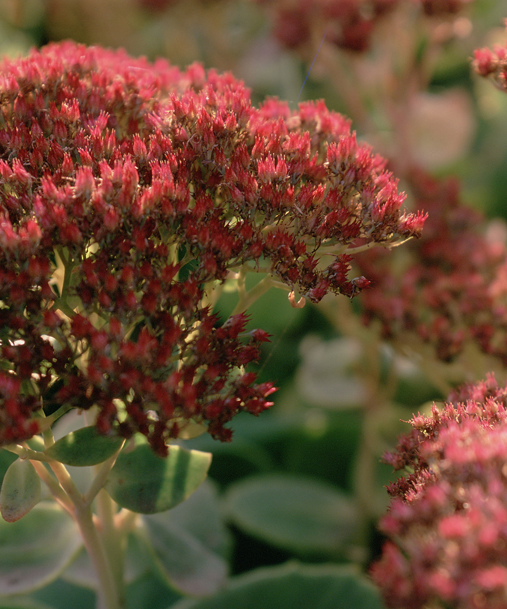 drought-resistant plants