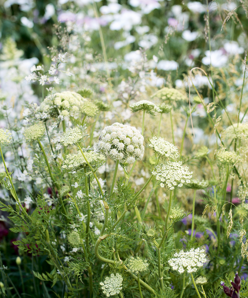 garden makeover ideas
