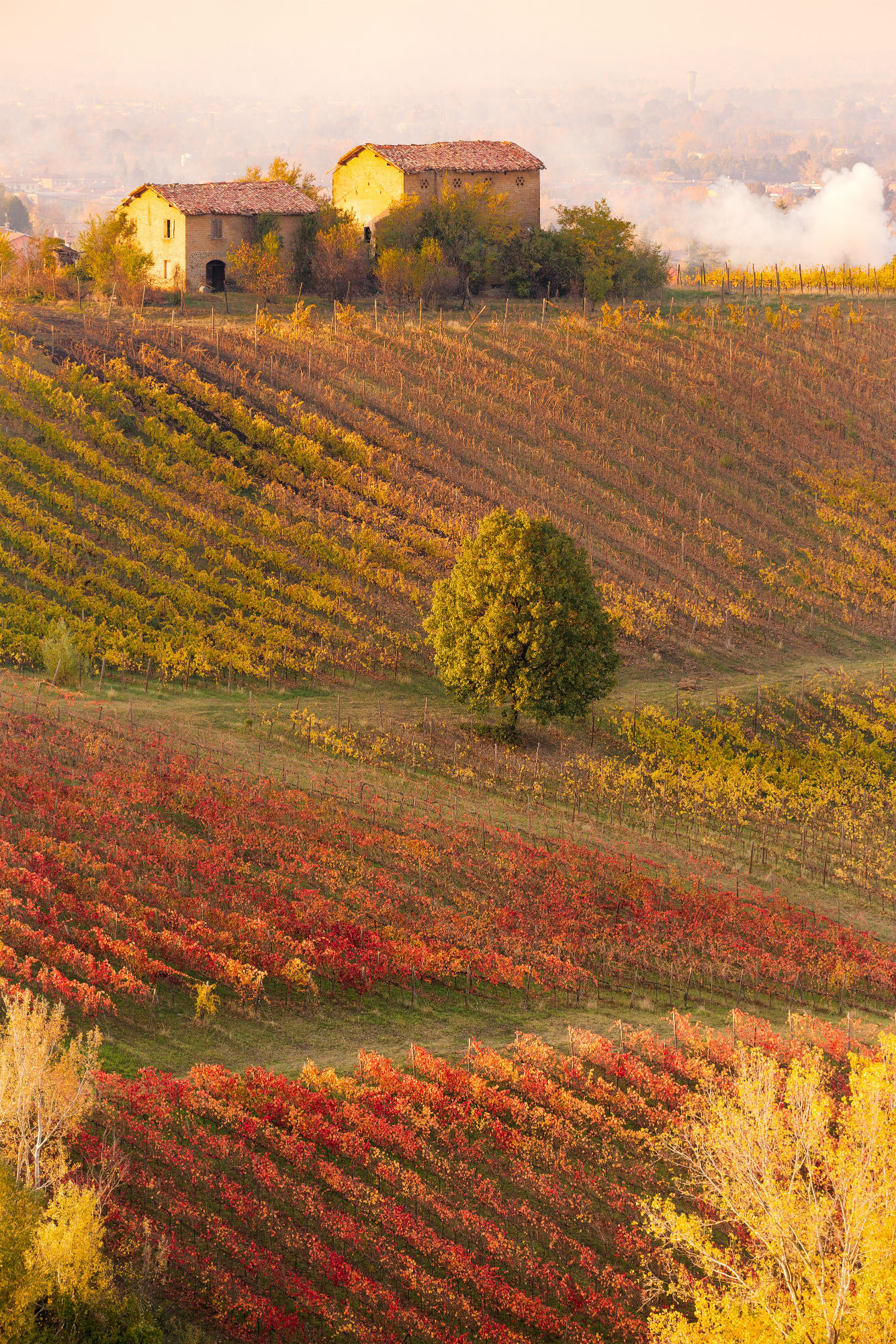 The vineyards of Lambrusco Grasparossa, Emilia Romagna, in autumn at sunset