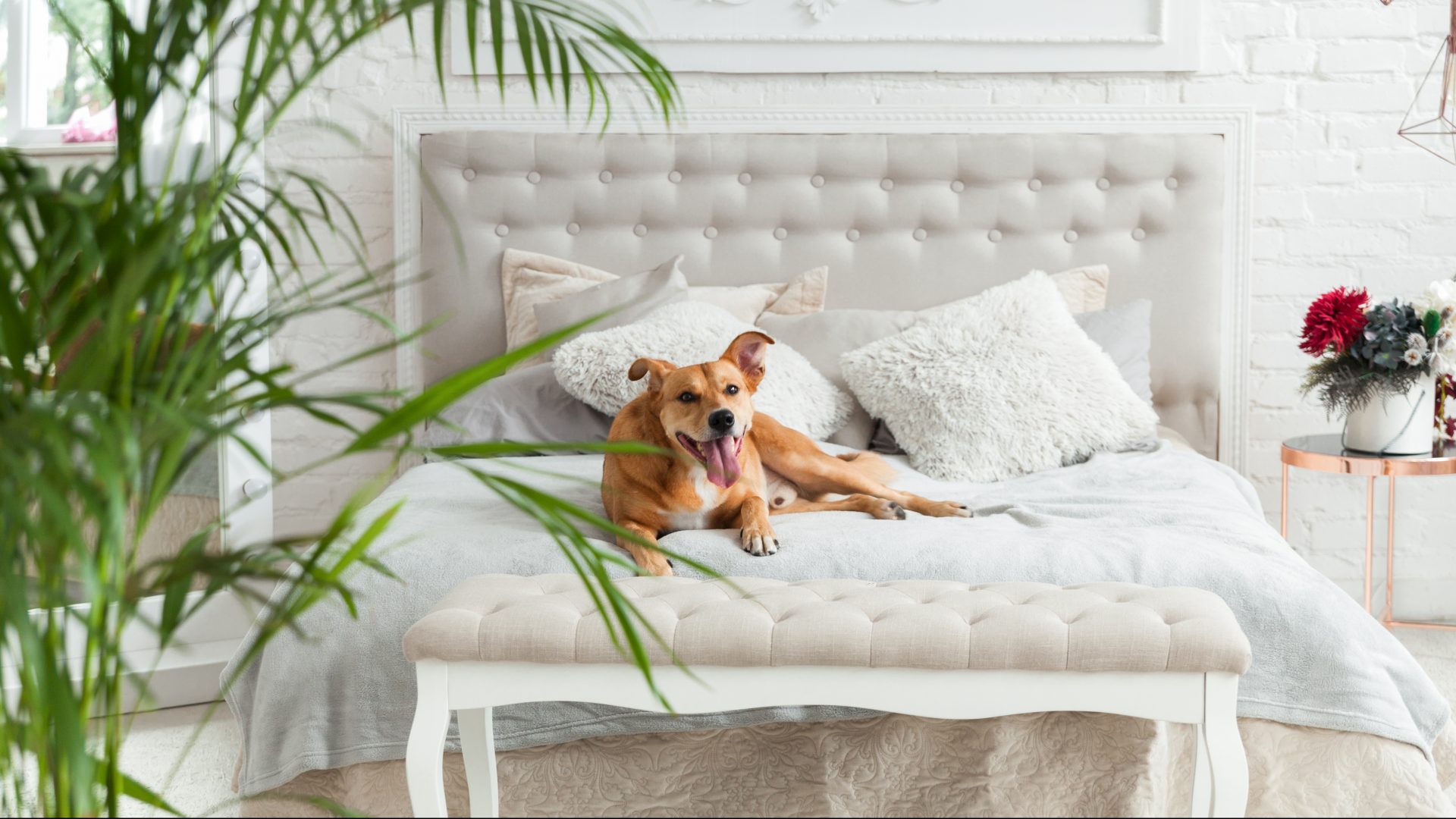 19 of the UK's best dog friendly hotels for a luxury stay