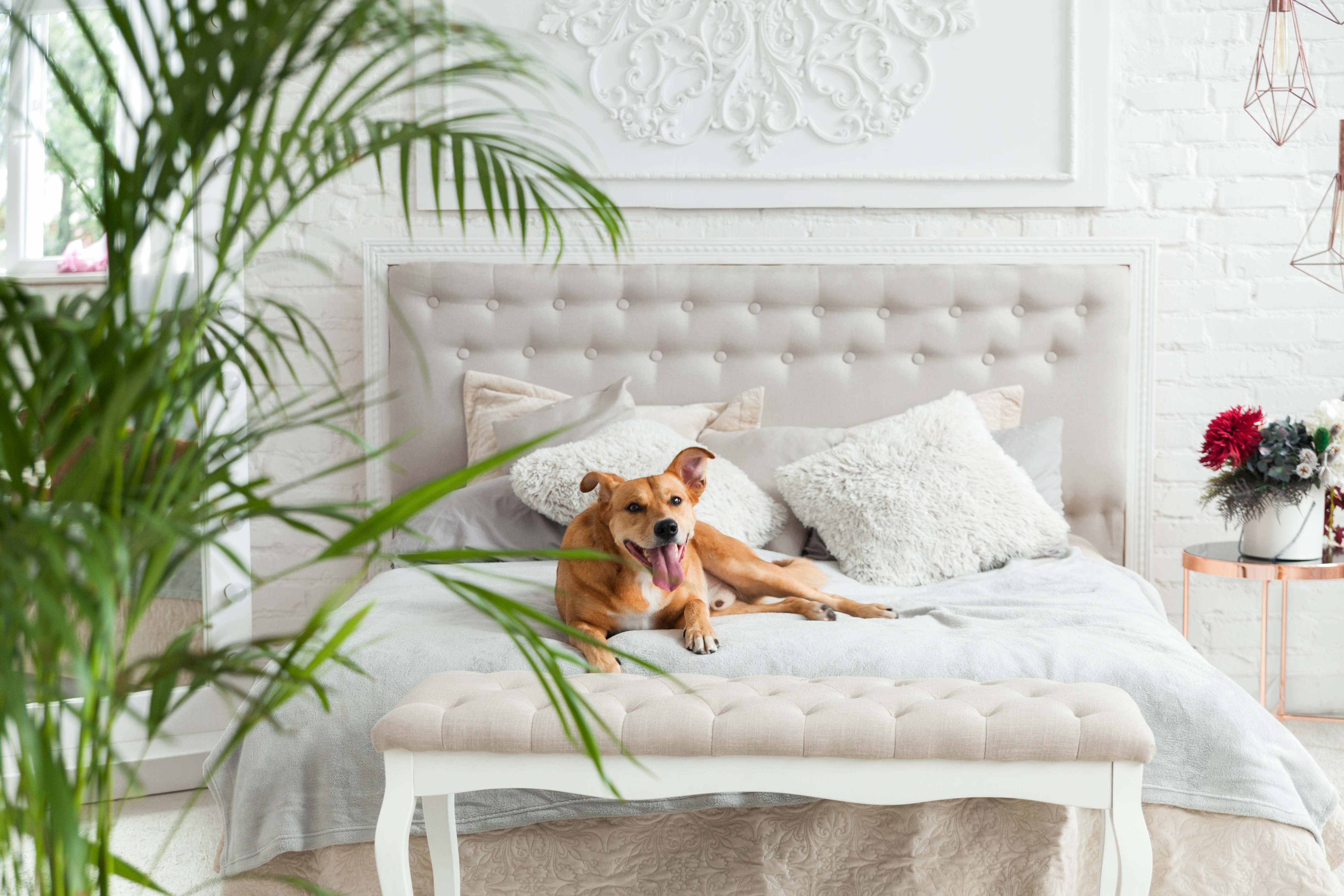 19 of the UK's best dog friendly hotels for a luxury stay