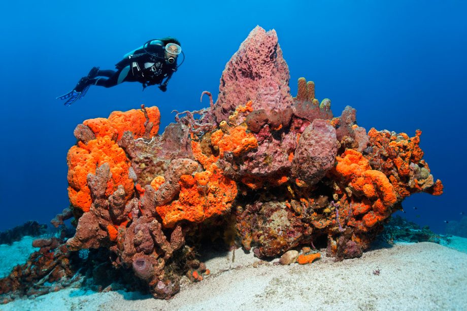 What to do in Tobago: scuba diving