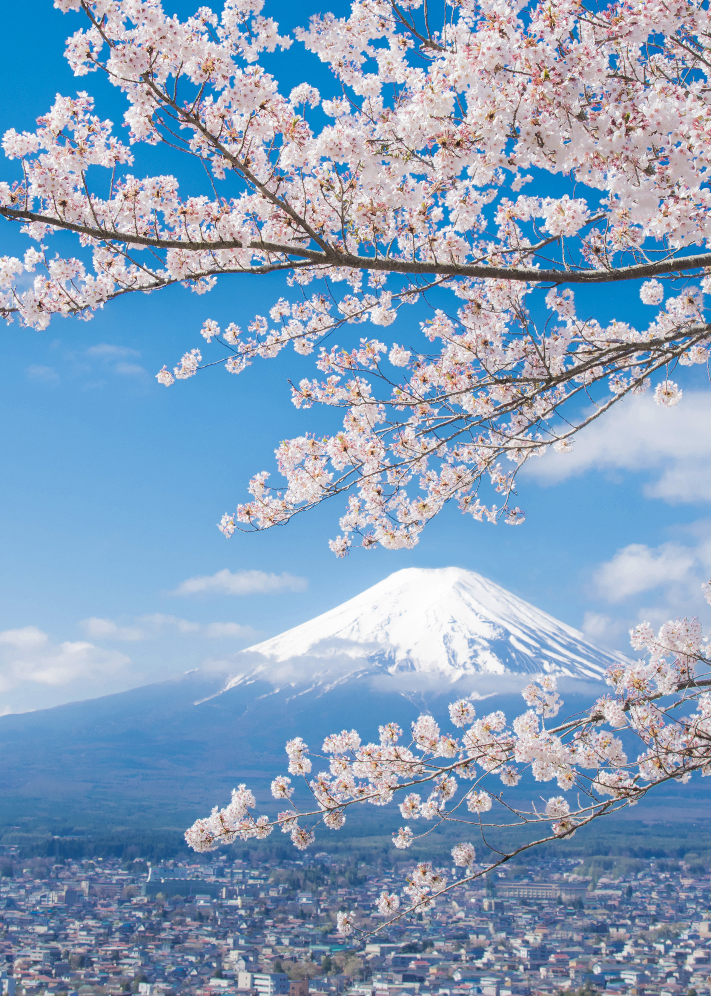 What to do in Japan - cherry blossom