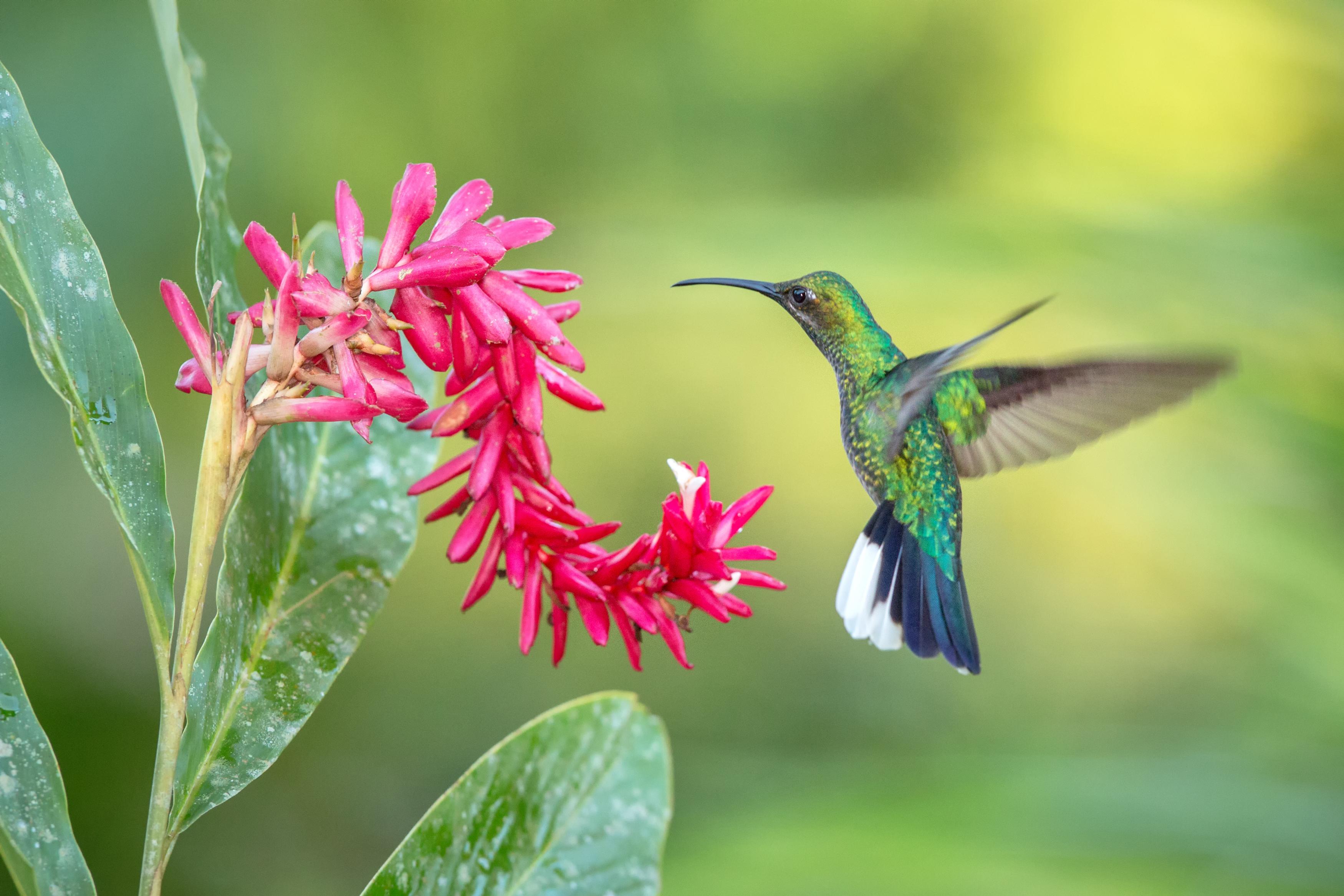 What to do in Tobago: bird spotting