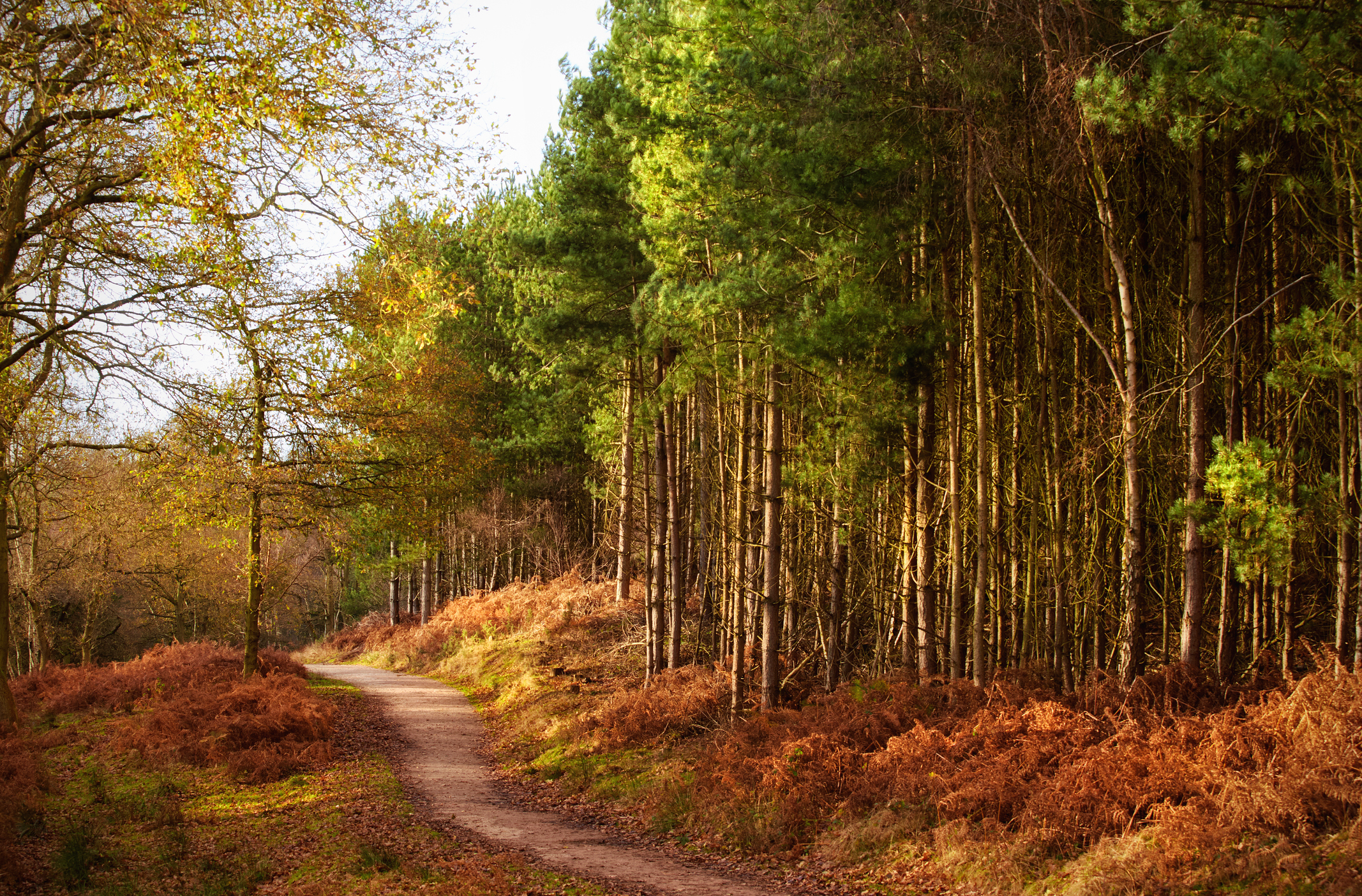 Winter Walks, Staffordshire