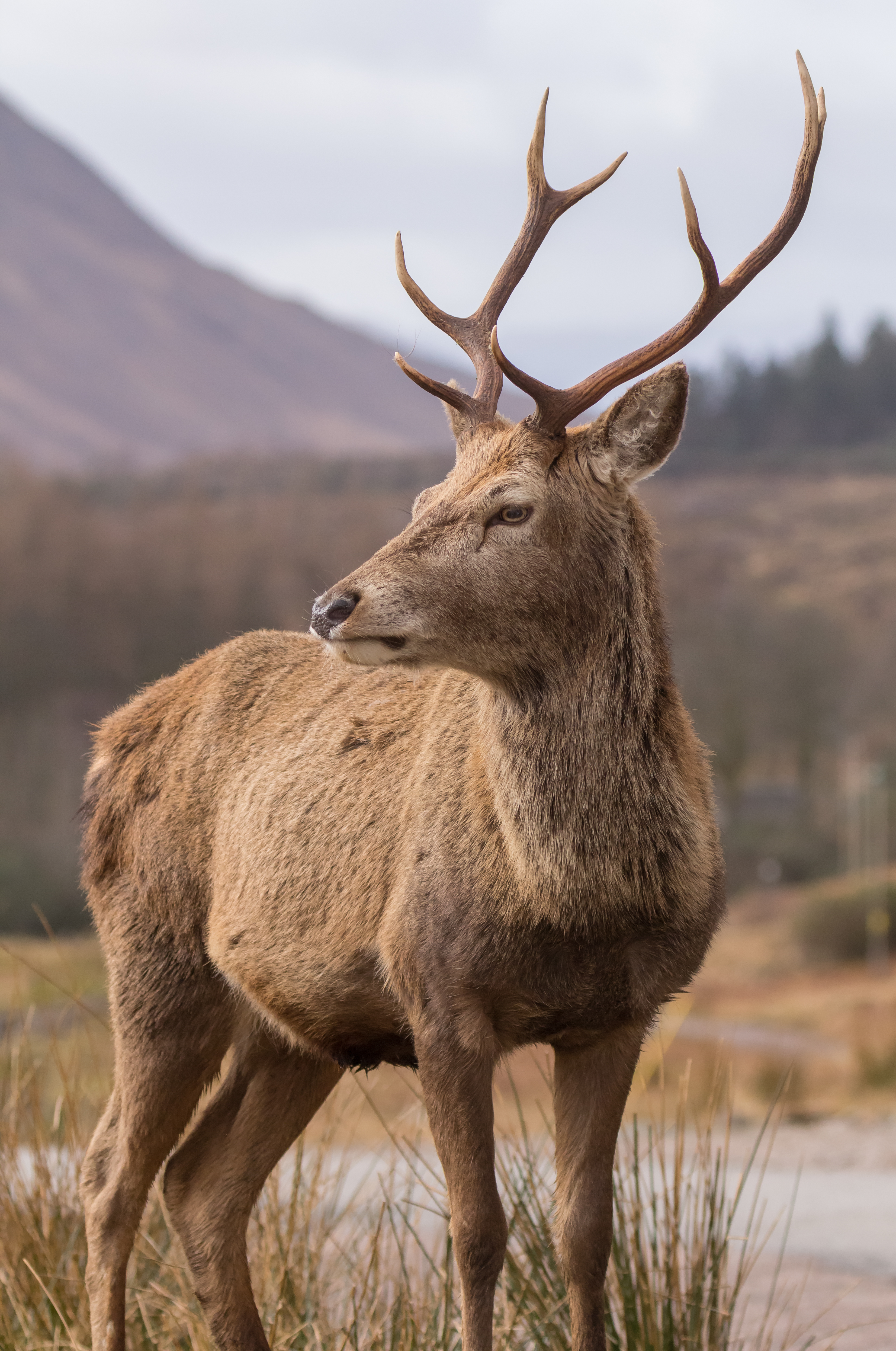 UK wildlife hotspots - Cairngorms