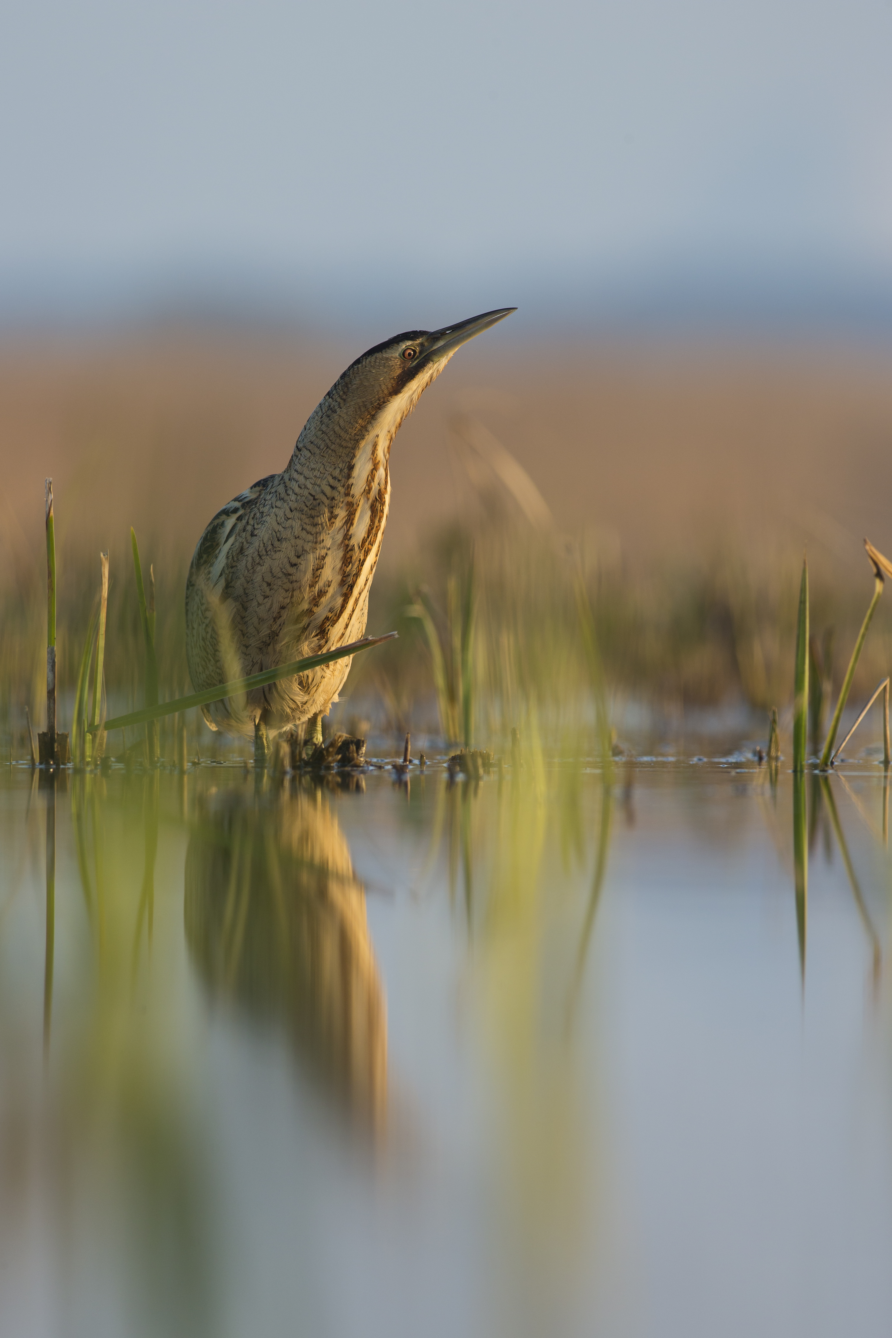 UK wildlife hotspots - Norfolk Broads