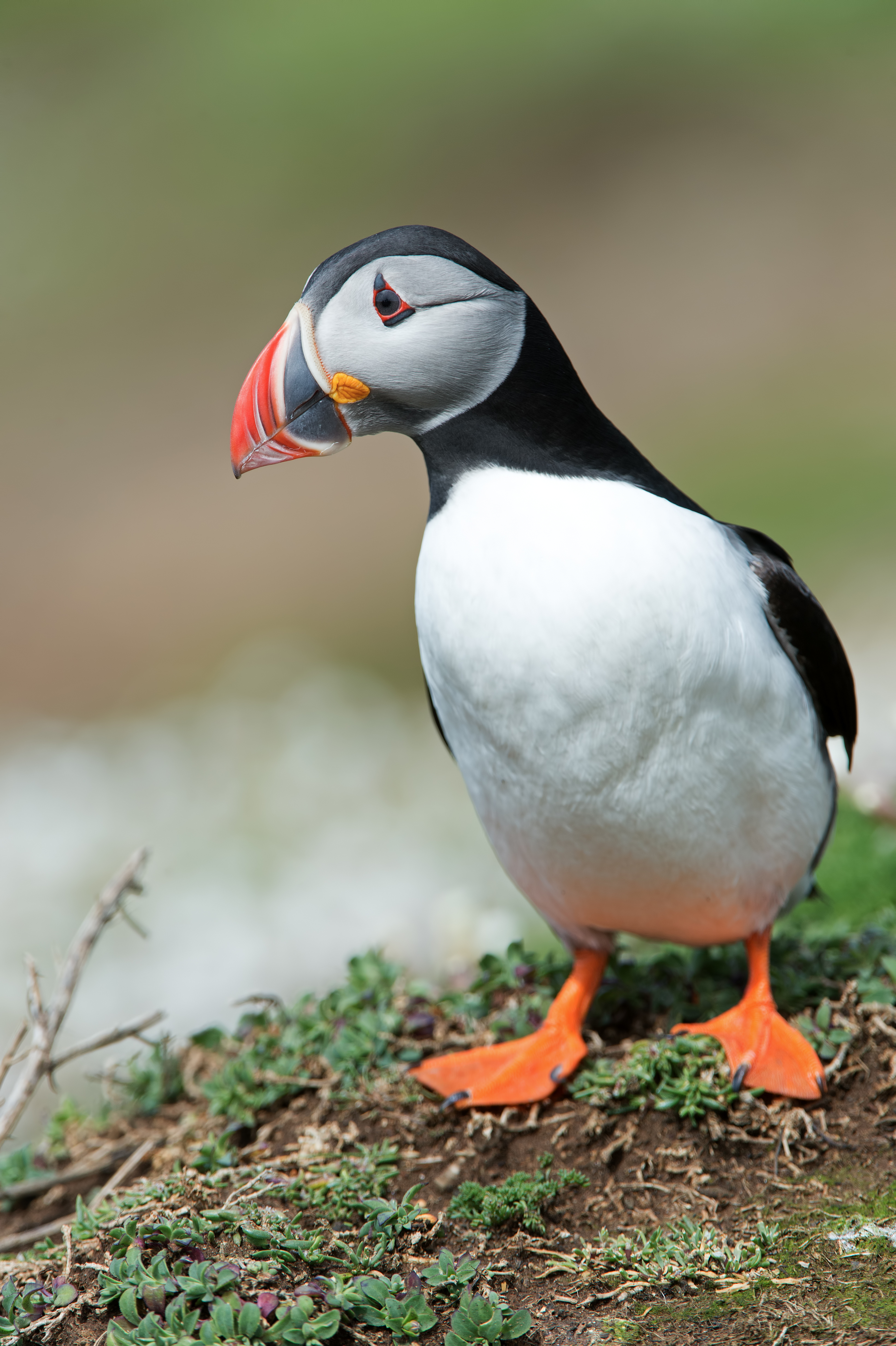 UK wildlife hotspots - Skomer, Wales