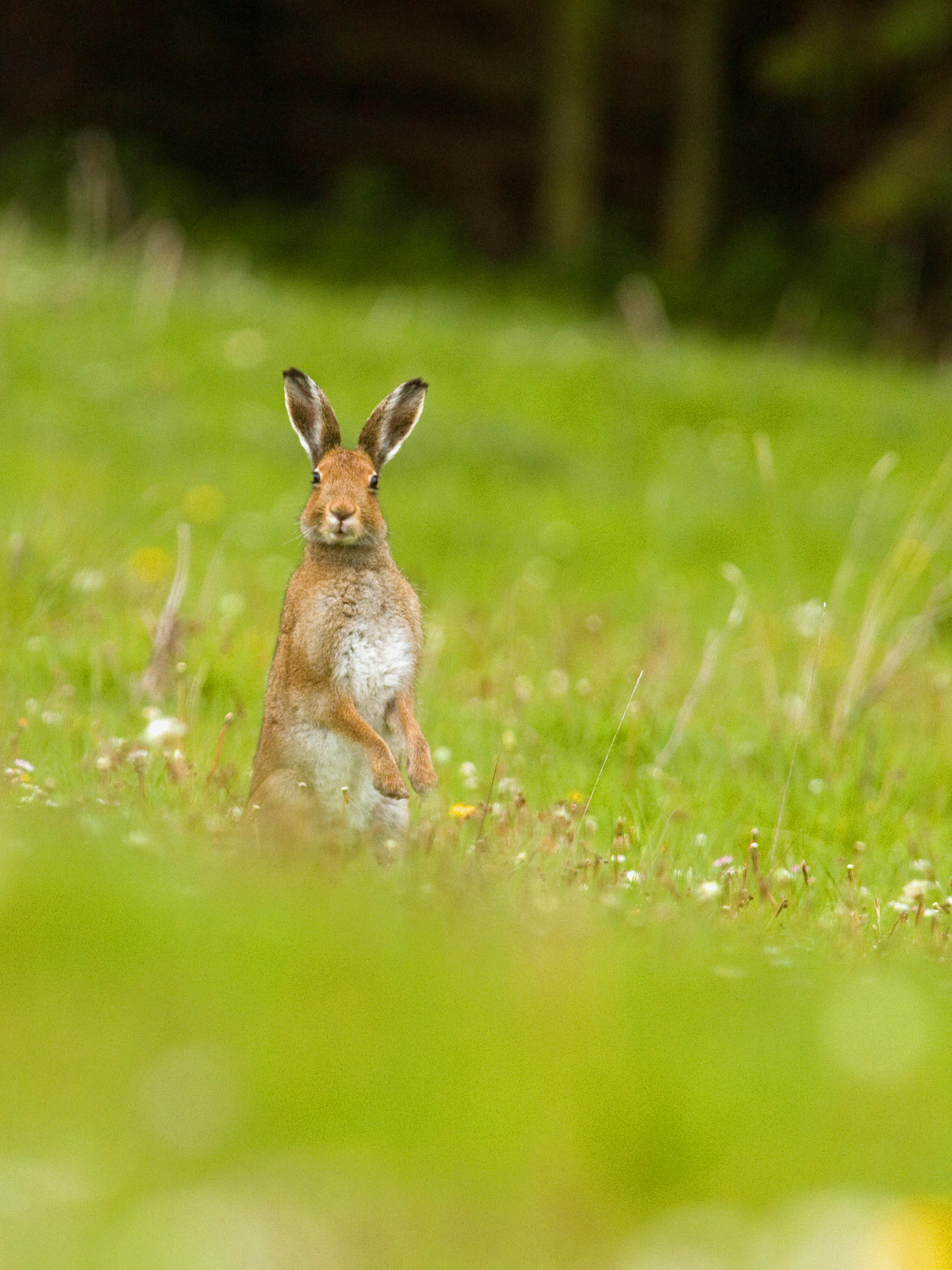 UK wildlife hotspots - Slievenacloy