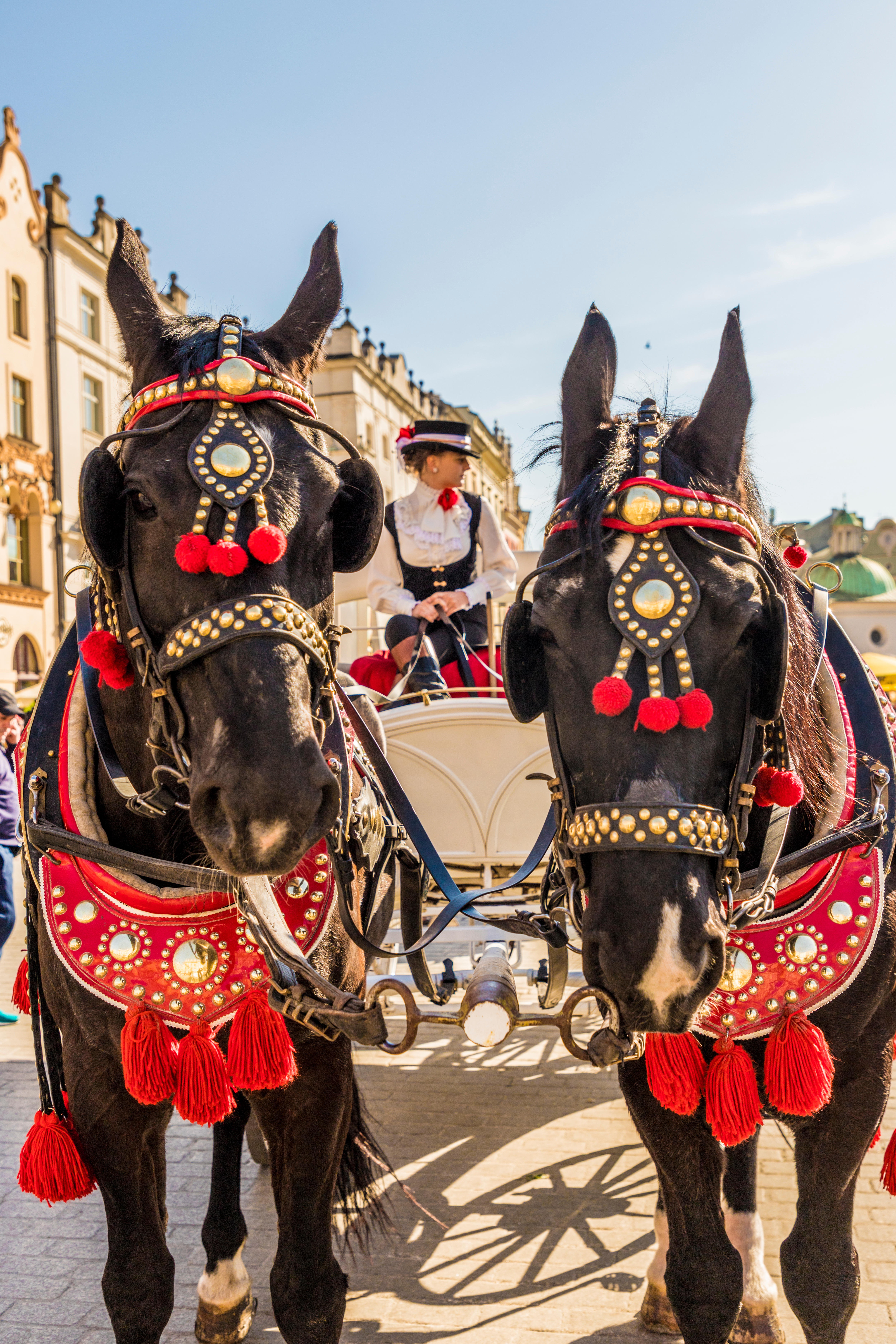 Horse drawn carriage in the main square, Rynek Glowny, in Krakow's old town
